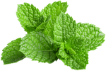 Peppermint