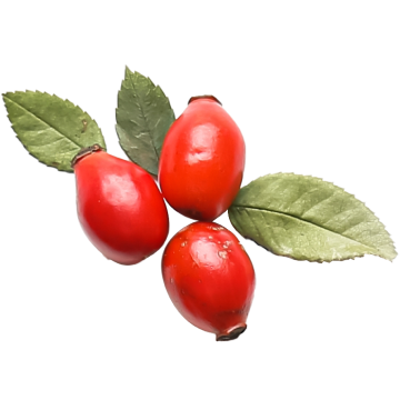 Rose Hips