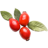 Rose Hips