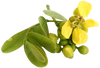 Senna Leaf